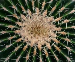 The top of an old cactus plant Echinocactus grusonii with yellow spines photo