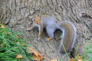 Eastern Gray Squirrel Sciurus carolinensis photo