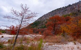 Autumn landscape. Swamp cypress and other trees with yellow foliage along the riverbank. Texas, Garner State Park, USA photo