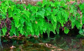 Green leaves of fern growing near the water on the banks of the river, Texas, Garner State Park, USA photo