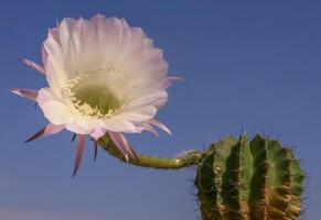 Echinopsis sp. - cactus blooming with a pink and white flower against a blue sky photo