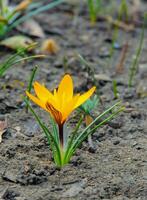 Yellow crocus Dorothy - first spring flower blooms in the garden photo