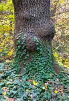 Young stems of ivy grow on the trunk of an old tree photo