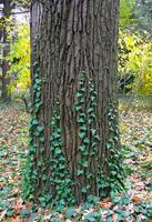 Young stems of ivy grow on the trunk of an old tree photo
