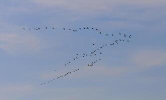 A flock of migratory birds flying in the sky in a wedge, Crimea photo