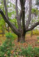 The trunk of old trees in autumn among the yellow fallen leaves photo