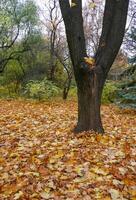 The trunk of old trees in autumn among the yellow fallen leaves photo