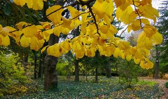 In autumn, beautiful yellow leaves on a tree branch and on ivy on the ground photo