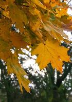In autumn, beautiful yellow leaves Maple on a tree branch and on ivy on the ground photo