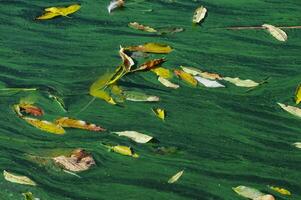 Yellow leaves in autumn on the surface of green water in the lake, Uman photo
