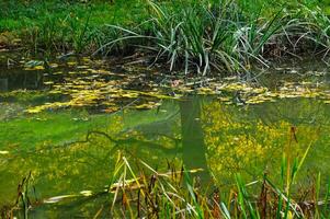 Yellow leaves and reflections in the water of the pond in Sofiyivka park, Uman photo
