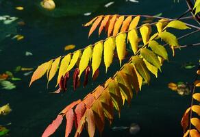 Red-yellow feathery leaves against the background of green water in autumn, Sofievsky Park, Uman photo
