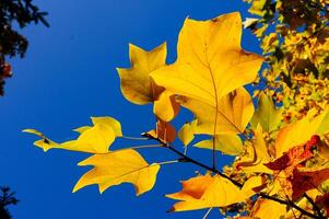 Yellow maple leaves against the blue sky in autumn, Sofievsky Park, Uman photo