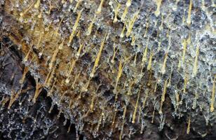 Drops of water condensate on a fungal mold in the old Odessa catacombs, sawn out in a Pontic shell rock under the city photo