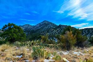 Coniferous forest and snow-capped mountains against a blue sky, frost-resistant cacti photo