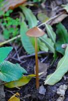 Small shiny mushrooms on rotten wood in the forest floor photo
