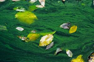 Yellow leaves in autumn on the surface of green water in the lake, Uman photo