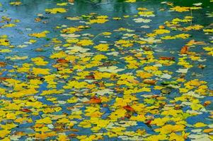 Yellow leaves on the surface of the water in the lake, Uman photo