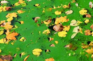 Yellow leaves in autumn on the surface of green water in the lake, Uman photo