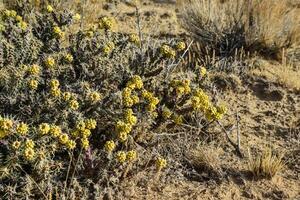Cylindropuntia versicolor Prickly cylindropuntia with yellow fruits with seeds. Arizona cacti, USA photo