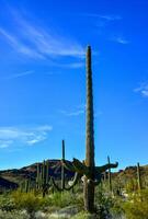 Desert landscape with cacti, in the foreground fruits with cactus seeds, Cylindropuntia sp. in a Organ Pipe Cactus National Monument, Arizona photo