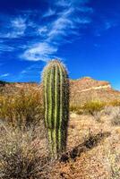 Young giant cactus plant Saguaro cactus Carnegiea gigantea against the blue sky in the desert of Arizona, USA photo