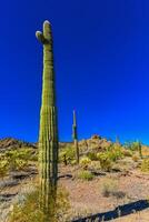 Desert landscape with cacti, in the foreground fruits with cactus seeds, Cylindropuntia sp. in a Organ Pipe Cactus National Monument, Arizona photo