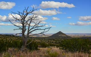 Dry tree, cacti and other desert plants on a cone-shaped landscape in Guadalupe National Park, New Mexico photo