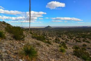 Agave, yucca, cacti and desert plants in a mountain valley landscape in New Mexico, photo