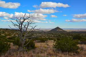 Dry tree, cacti and other desert plants on a cone-shaped landscape in Guadalupe National Park, New Mexico photo