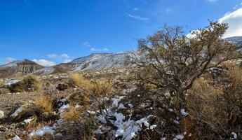 Snow in the mountains, Snow-covered mountain pass, desert plants under the snow in summer. Death Valley National Park photo