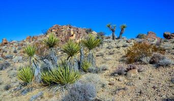 rock Desierto paisaje en California, yuca, cactus y Desierto plantas en el primer plano. foto