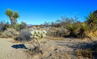 Rock desert landscape in California, yucca, cacti and desert plants in the foreground photo
