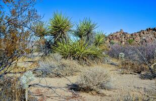 Rock desert landscape in California, yucca, cacti and desert plants in the foreground. photo
