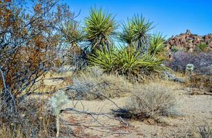 Rock desert landscape in California, yucca, cacti and desert plants in the foreground. photo