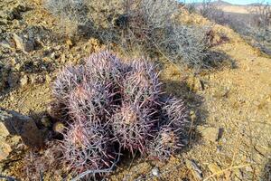 Echinocactus polycephalus, Cottontop Cactus, Many-headed Barrel Cactus, Cannonball Cactus. Cacti in the Arizona desert. photo