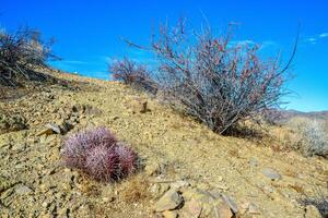 Echinocactus polycephalus, Cottontop Cactus, Many-headed Barrel Cactus, Cannonball Cactus. Cacti in the Arizona desert. photo
