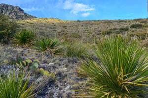 Agave, yucca, cacti and desert plants in a mountain valley landscape in New Mexico, photo