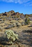 Cylindropuntia echinocarpa - Cholla Cactus Garden Sunset Mojave Desert Joshua Tree National Park photo