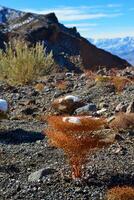 A cap of snow on desert plants on a snow-covered mountain pass. Death Valley National Park, CA photo