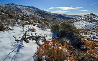 Snow in the mountains, Snow-covered mountain pass, desert plants under the snow in summer photo