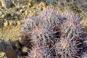 Echinocactus polycephalus, Cottontop Cactus, Many-headed Barrel Cactus, Cannonball Cactus. Cacti in the Arizona desert. photo