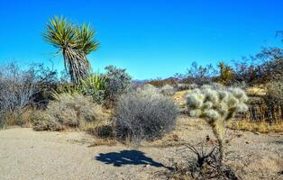 Rock desert landscape in California, yucca, cacti and desert plants in the foreground photo