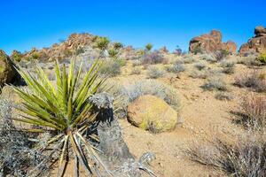 Rock desert landscape in California, yucca, cacti and desert plants in the foreground. photo