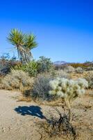 Rock desert landscape in California, yucca, cacti and desert plants in the foreground photo