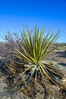 Rock desert landscape in California, yucca, cacti and desert plants in the foreground photo