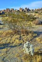 Cylindropuntia echinocarpa - Cholla Cactus Garden Sunset Mojave Desert Joshua Tree National Park photo