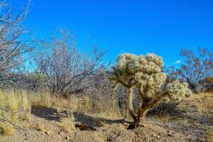 Teddy bear cholla - Cylindropuntia bigelovii, Cholla Cactus Garden at Joshua Tree National Park photo