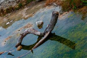 The trunk of a swamp cypress that has fallen into the river, growing in the water on the river bank. Texas, Garner State Park, USA photo
