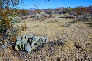 Golden prickly pear Opuntia aurea, opuntia basilaris var. aurea, Arizona cacti photo